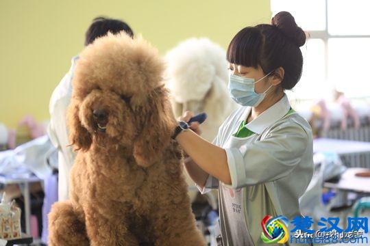 开宠物店赚钱吗？11年资深从业老板只透露了这么多