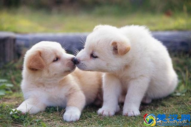 开宠物店赚钱吗？11年资深从业老板只透露了这么多