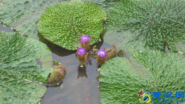 “鸡头米”好吃,大家都经常吃,但它的药用功效你知道多少?