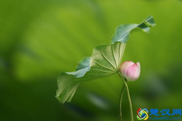 莲藕和莲子是同一种植物上的不同部位吗？