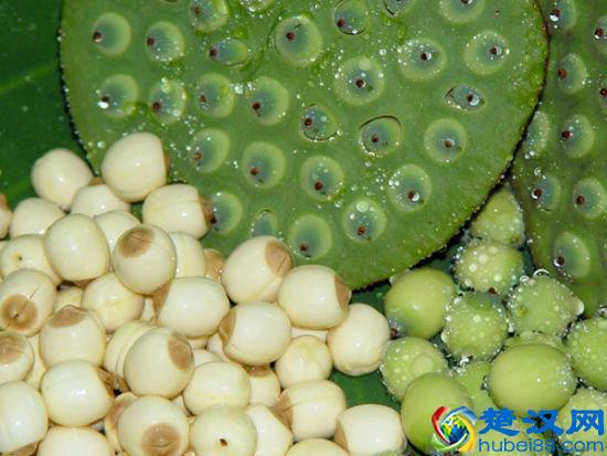 莲藕和莲子是同一种植物上的不同部位吗？