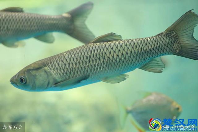 想钓草鱼，但是用什么饵料好呢？教你三种简单又方便的自制饵料！