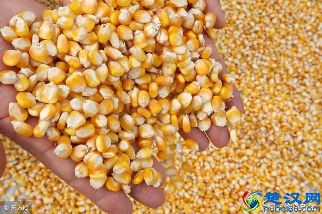 想钓草鱼，但是用什么饵料好呢？教你三种简单又方便的自制饵料！