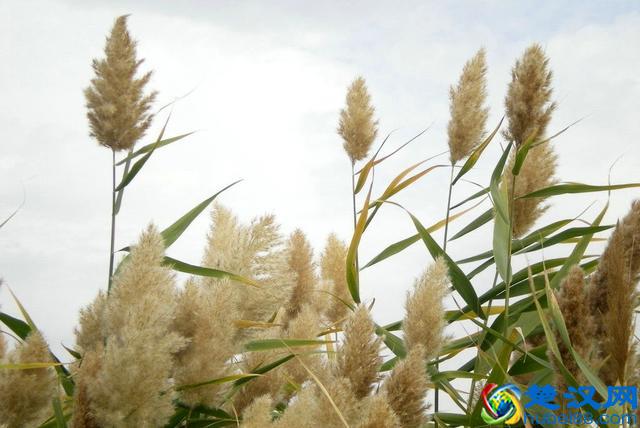 成语“如火如荼”中，“荼”是什么意思，为什么不读作茶？