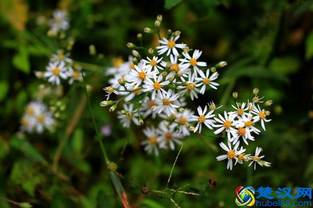 成语“如火如荼”中，“荼”是什么意思，为什么不读作茶？
