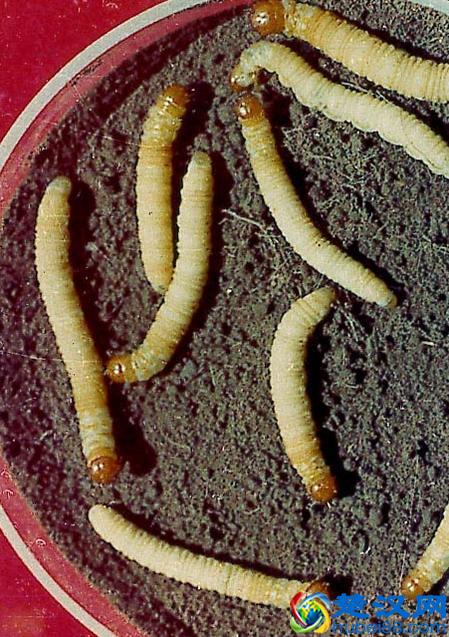 冬虫夏草是什么东西？冬虫夏草是怎么长成的？