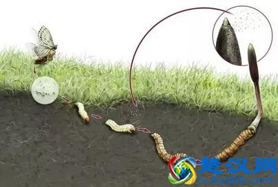 冬虫夏草是什么东西？冬虫夏草是怎么长成的？