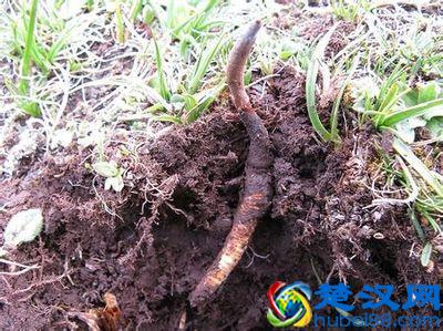 冬虫夏草是什么东西？冬虫夏草是怎么长成的？