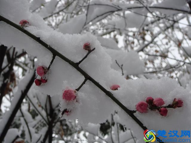 “阳春白雪”到底是什么东东？