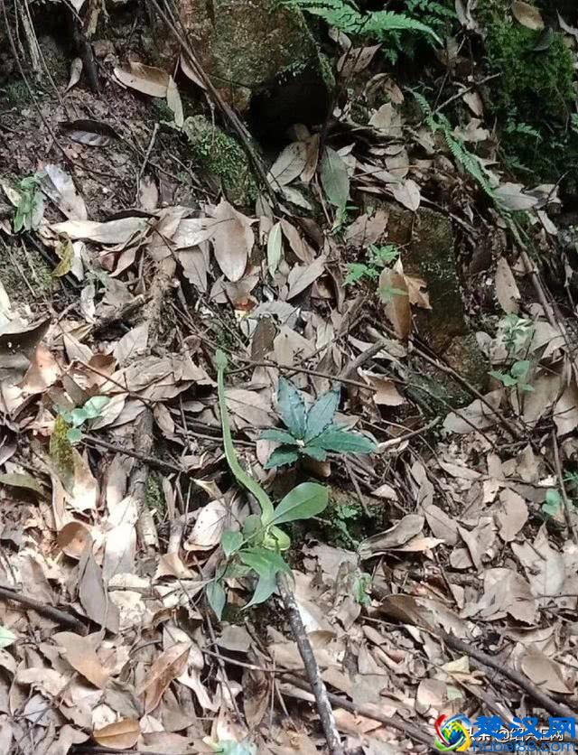 绍兴一男子上山挖笋，碰到一条剧毒蛇！这蛇竟还会“飞”