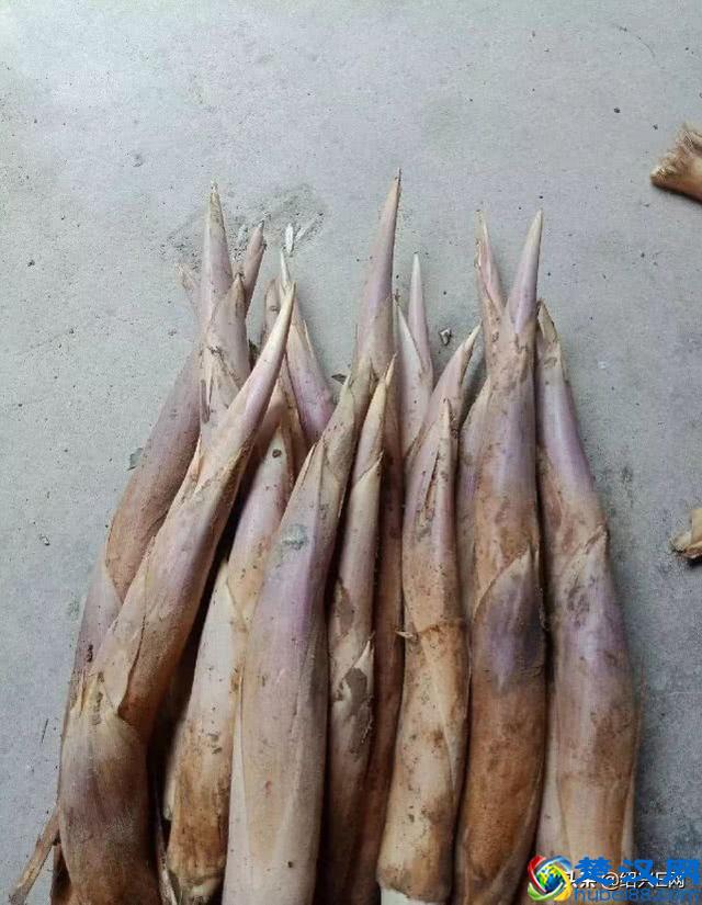 绍兴一男子上山挖笋，碰到一条剧毒蛇！这蛇竟还会“飞”