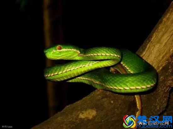 绍兴一男子上山挖笋，碰到一条剧毒蛇！这蛇竟还会“飞”