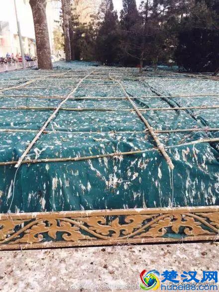 终于曝光了！万寿路的乌鸦战斗力太强了！