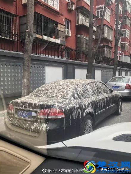 终于曝光了！万寿路的乌鸦战斗力太强了！