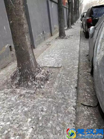 终于曝光了！万寿路的乌鸦战斗力太强了！