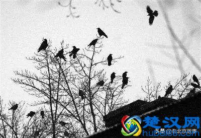 终于曝光了！万寿路的乌鸦战斗力太强了！