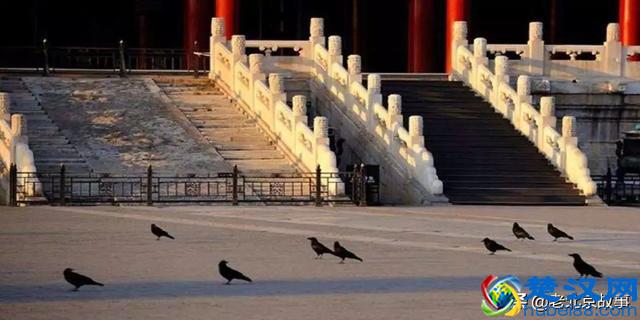 终于曝光了！万寿路的乌鸦战斗力太强了！