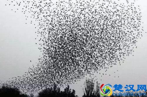 终于曝光了！万寿路的乌鸦战斗力太强了！