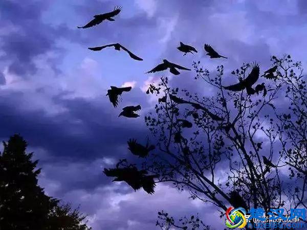 终于曝光了！万寿路的乌鸦战斗力太强了！