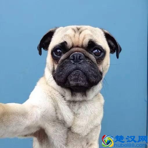 微信微博和Facebook，国内外人发的朋友圈有什么不同？