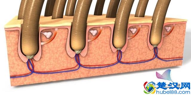 "鬼剃头"究竟是怎么回事？如何抓住这个"鬼"？答案都在这