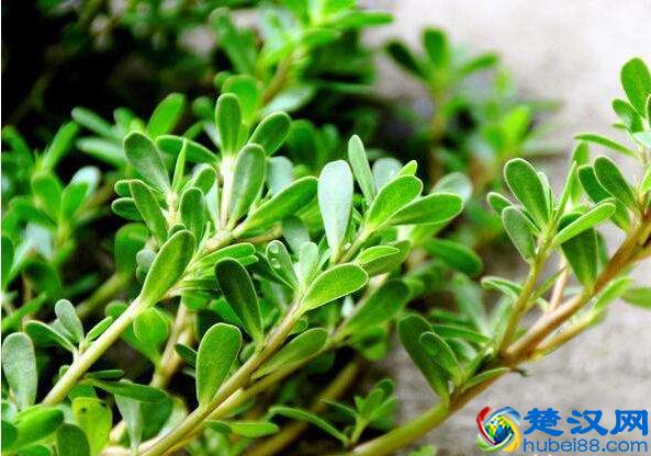 秋季天气干燥口腔易上火怎么办 6个小妙招防上火