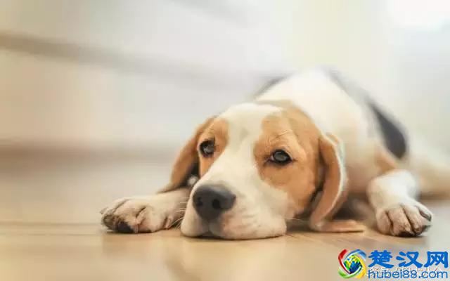 宠物店都卖些什么？最全的宠物店功能介绍