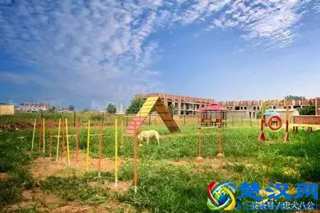 宠物店都卖些什么？最全的宠物店功能介绍