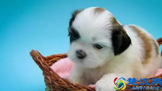 宠物店都卖些什么？最全的宠物店功能介绍