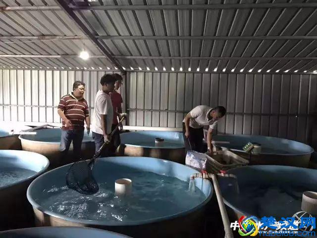 北方鲟鱼养殖效益低,要想赚钱必须选好料