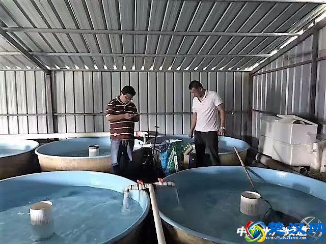 北方鲟鱼养殖效益低,要想赚钱必须选好料