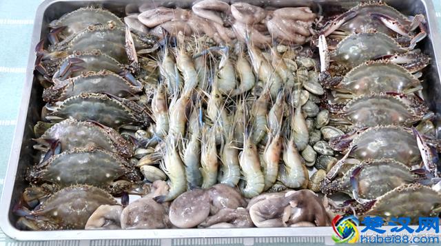 自制海鲜大咖，用麻辣鲜香的火锅底料做太给力，吃得酣畅淋漓