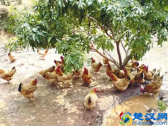 在农村投资小，收益高的养殖项目有哪些？