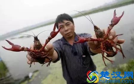 在农村投资小，收益高的养殖项目有哪些？