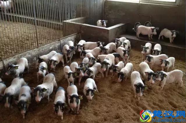 在农村投资小，收益高的养殖项目有哪些？