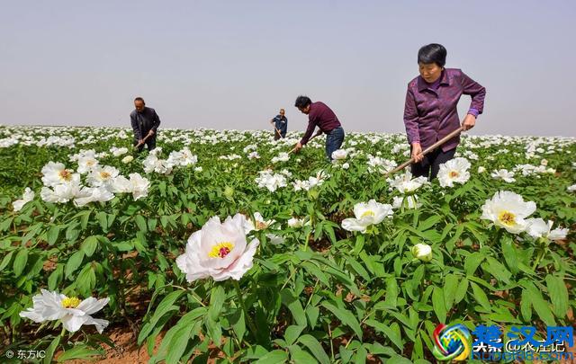2019年干什么最赚钱？农村8个好的商机不要错过！