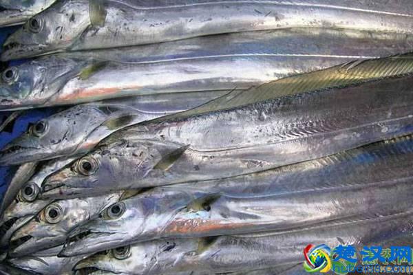 带鱼是深海鱼吗？可以人工养殖带鱼吗？