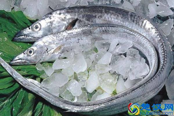 带鱼是深海鱼吗？可以人工养殖带鱼吗？