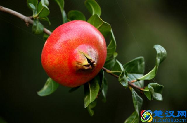 红石榴的功效与作用 常吃红石榴对眼睛好吗？