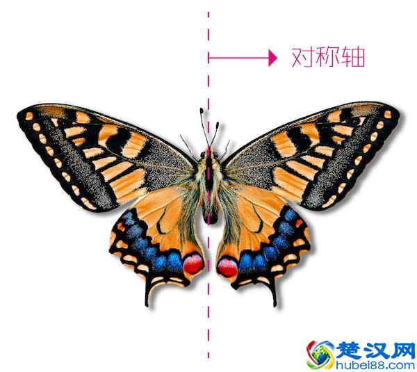 这几个科学小制作让娃边玩边学