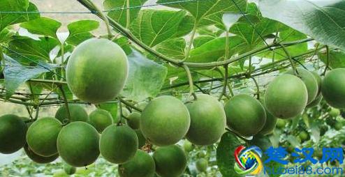 罗汉果的正确吃法：注意五大禁忌