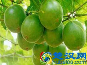 罗汉果的正确吃法：注意五大禁忌