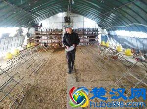 土鸡养殖技术！只需要知道这两点，你就是高手！