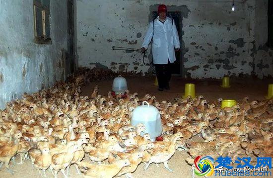 土鸡养殖技术！只需要知道这两点，你就是高手！