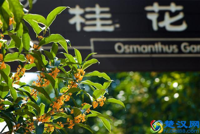 「视频」金秋十月开啥花？除了菊花竟还有樱花！