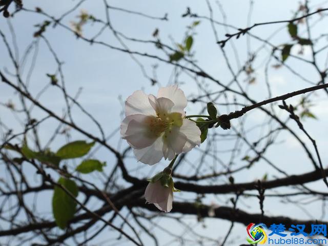 「视频」金秋十月开啥花？除了菊花竟还有樱花！