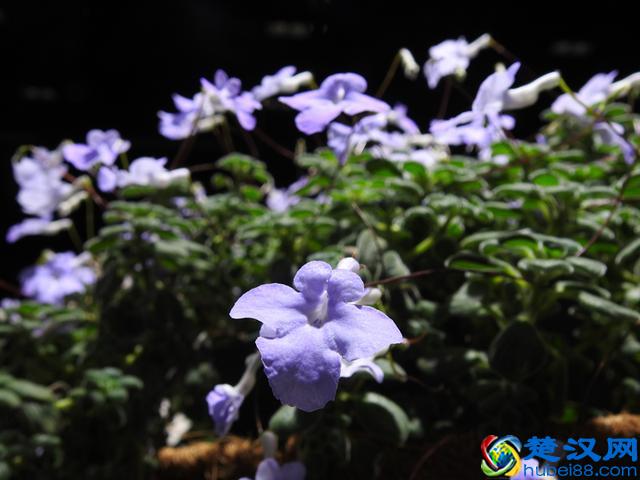 「视频」金秋十月开啥花？除了菊花竟还有樱花！