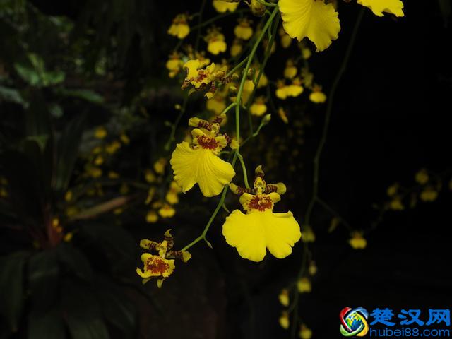 「视频」金秋十月开啥花？除了菊花竟还有樱花！