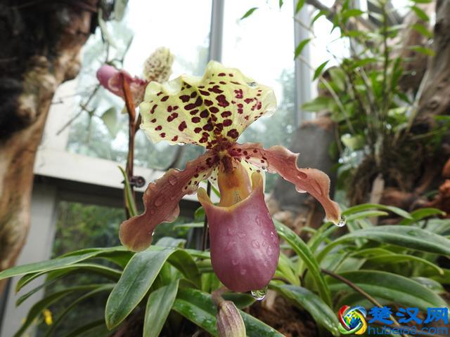 「视频」金秋十月开啥花？除了菊花竟还有樱花！