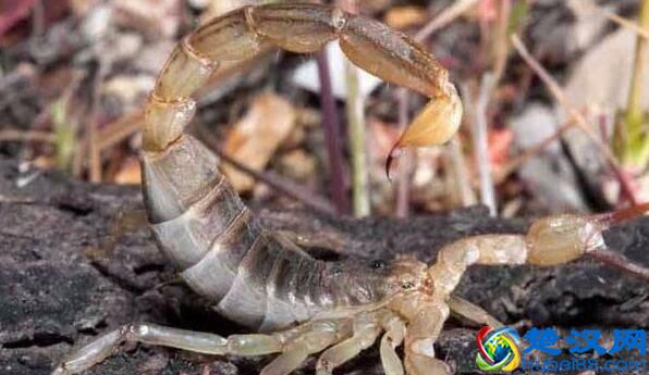 乡村晓芸讲解：我国常见的蝎子种类有哪些？蝎子人工养殖技术分享